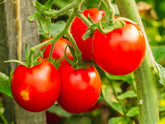 Tomato F1 Hybrid Maruti 2545